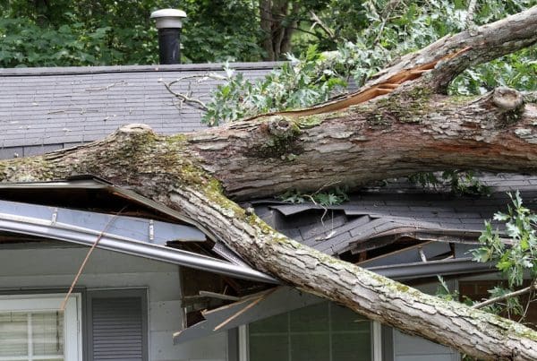 Tree-Falling-On-House-Insurance