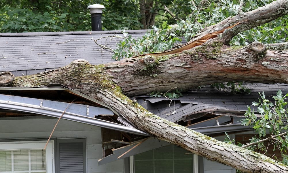 Tree-Falling-On-House-Insurance